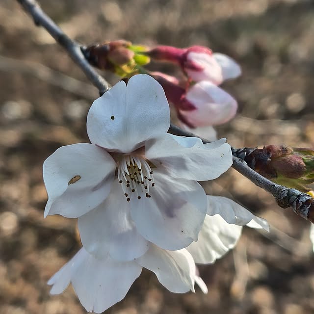 Rubiconさんの部屋