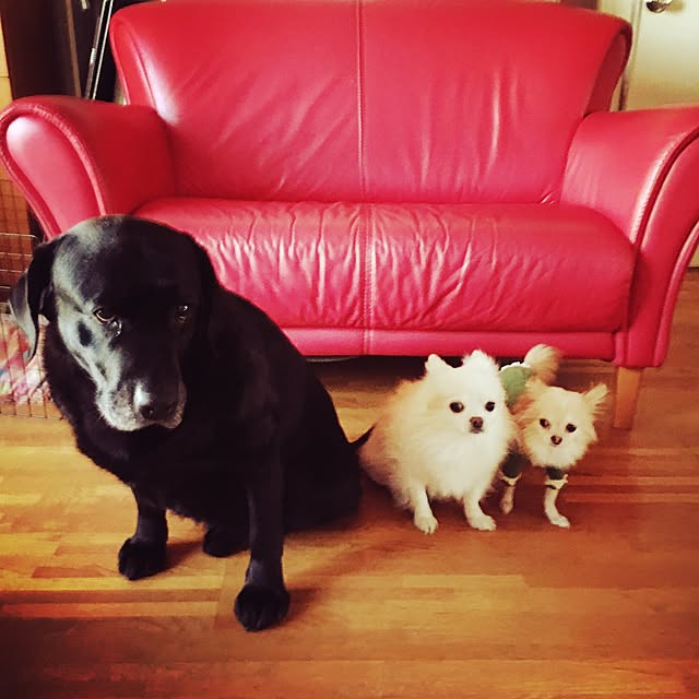 candy_Bonbonさんの実例写真