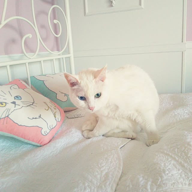 sakuraさんの実例写真