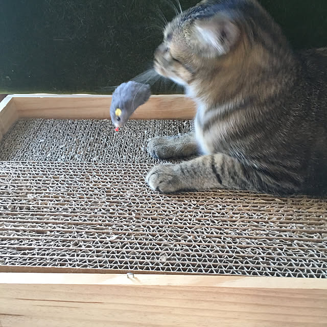 mikomaruさんの実例写真