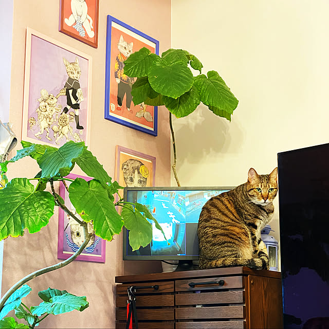 poniさんの実例写真