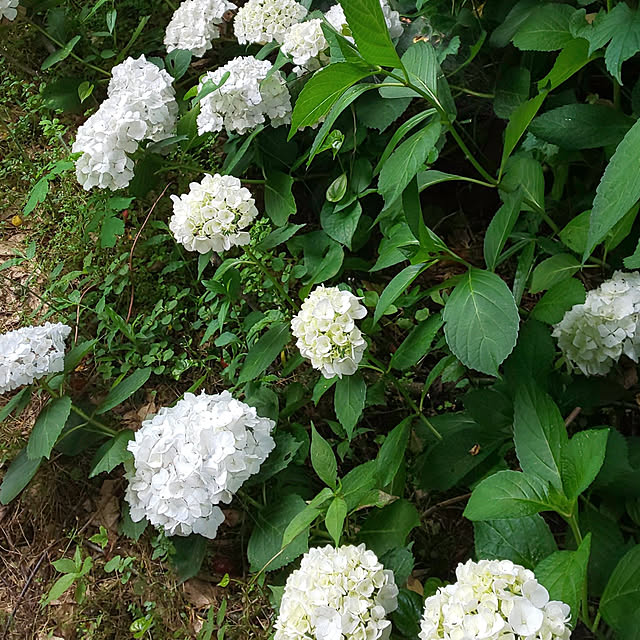 kazuhinayumiさんの実例写真