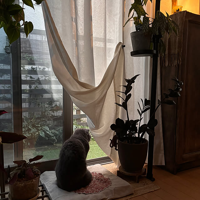 greycatsさんの部屋