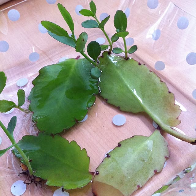 机/植物のインテリア実例 - 2012-07-25 17:00:31