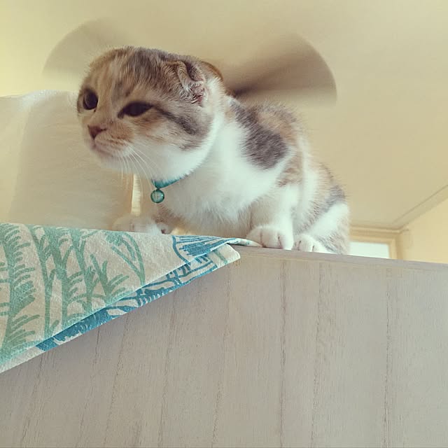 tityさんの実例写真