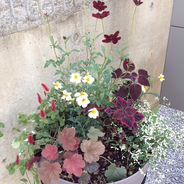 dicekbeetleさんの実例写真