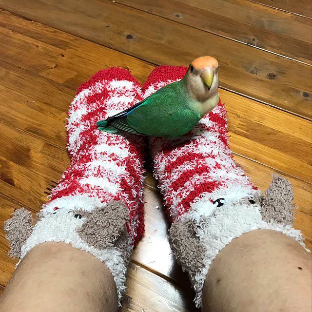 aoinokimiさんの実例写真