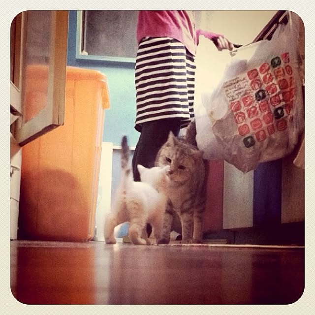 キッチンのインテリア実例 - 2012-11-13 01:16:34