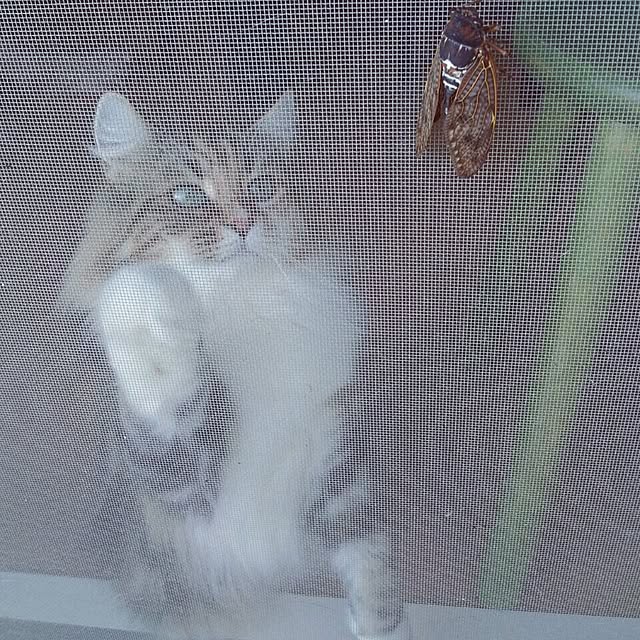 Asakoさんの実例写真