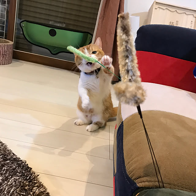 KotarouKunさんの実例写真