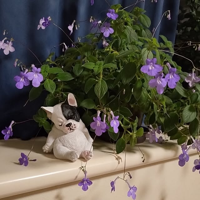 NOAHさんの部屋