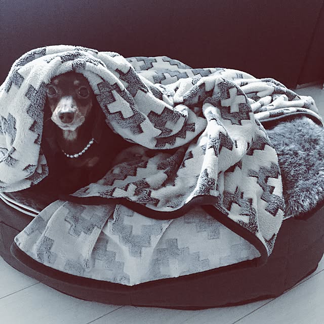 yoshimiさんの実例写真