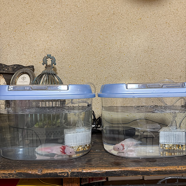 prelumoさんの部屋