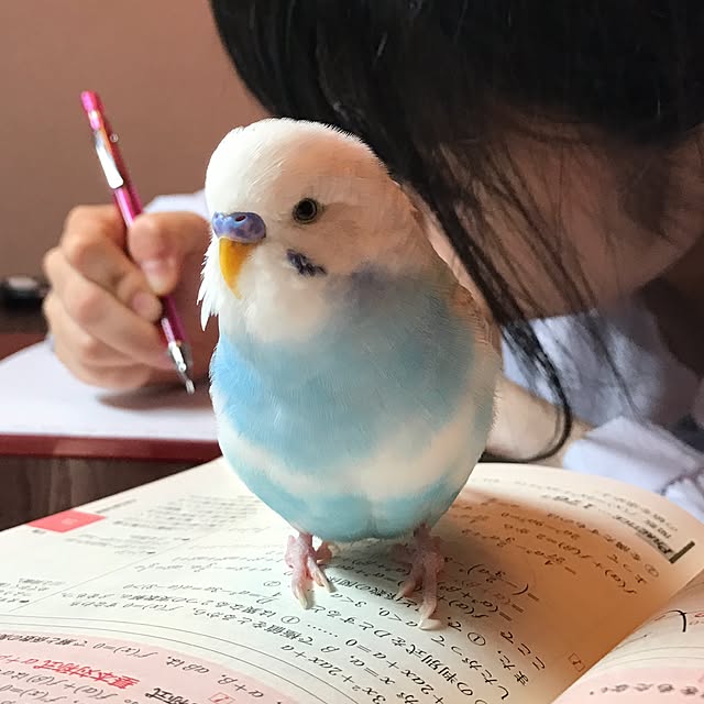 mako0301さんの実例写真