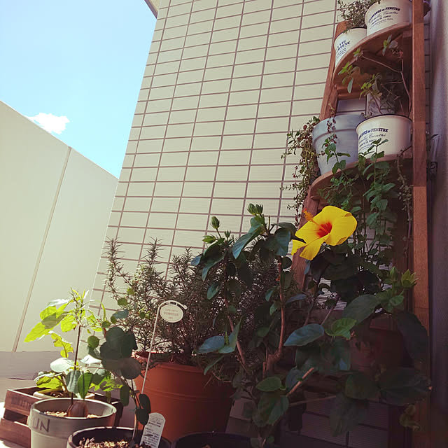 necoさんの実例写真
