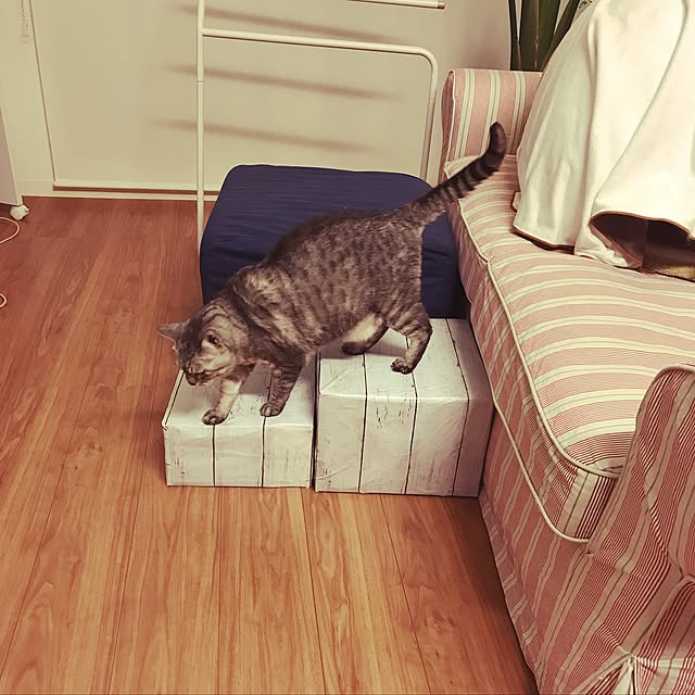 CHIEさんの実例写真