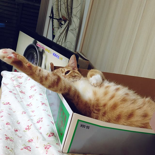 maki-buuさんの実例写真