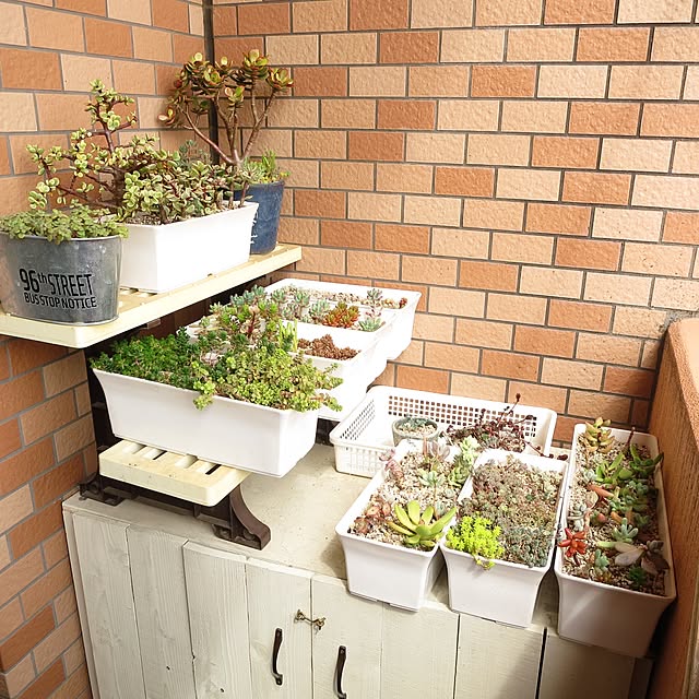 多肉植物/多肉植物 寄せ植え/多肉棚 DIY/壁/天井/壁/天井では 多肉植物/多肉植物 寄せ植え/多肉棚 DIY/壁/天井/壁/天井では