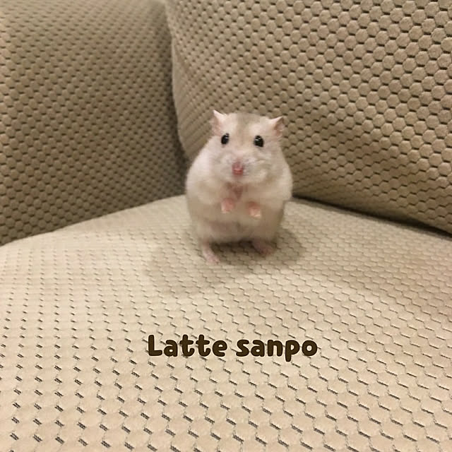 comiriさんの実例写真
