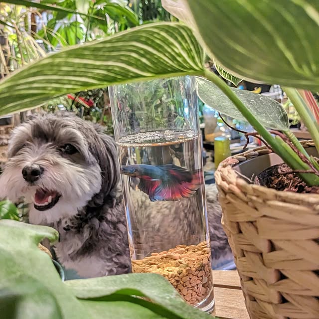 GINさんの実例写真