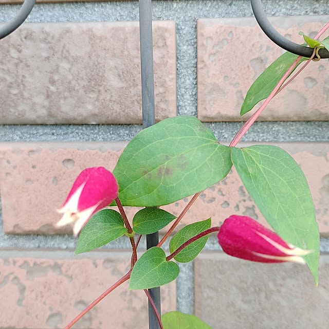 kiraさんの実例写真