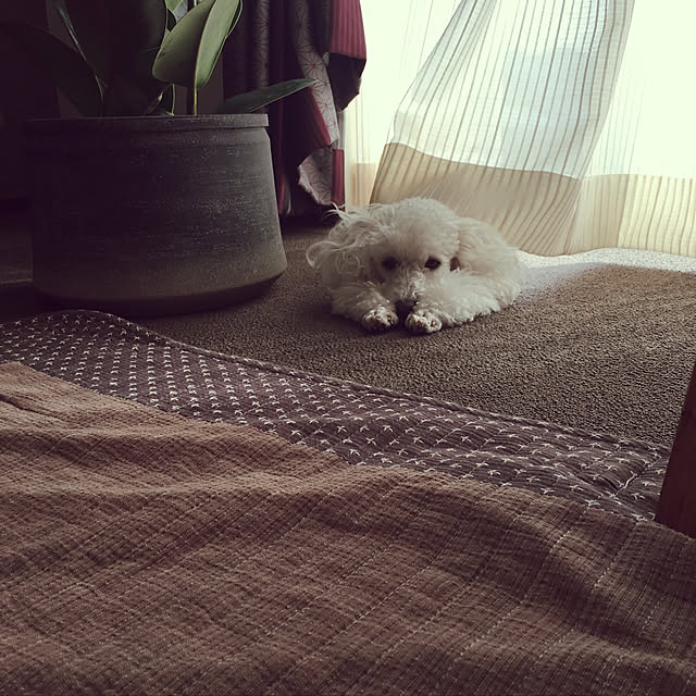 Arisaさんの実例写真