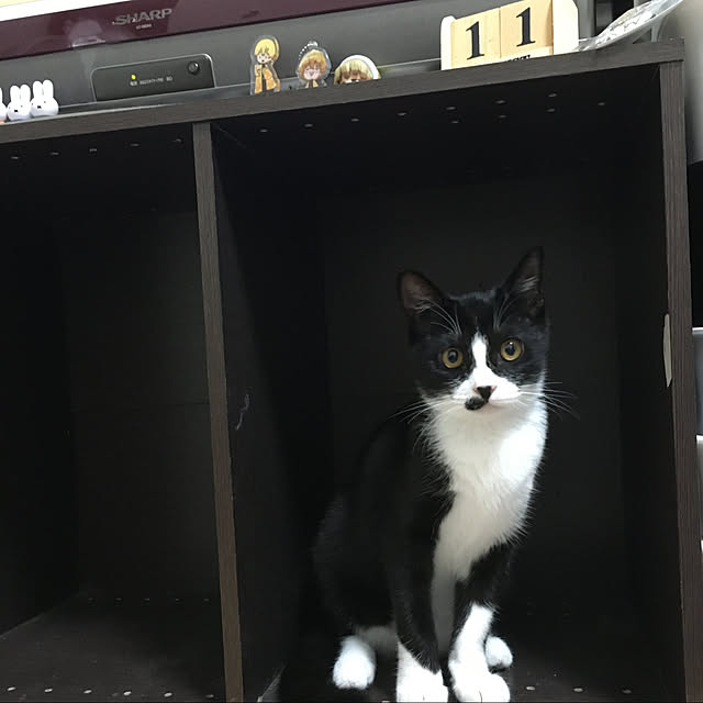 nekoさんの実例写真