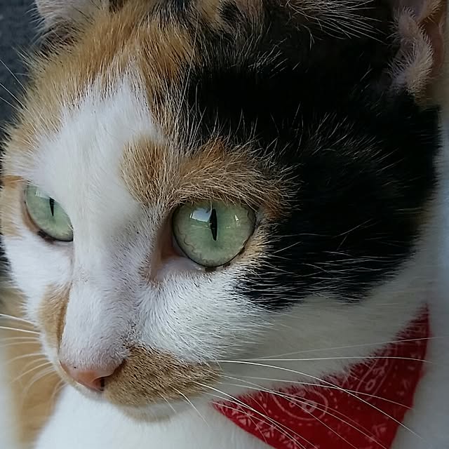 lemoned1126さんの実例写真
