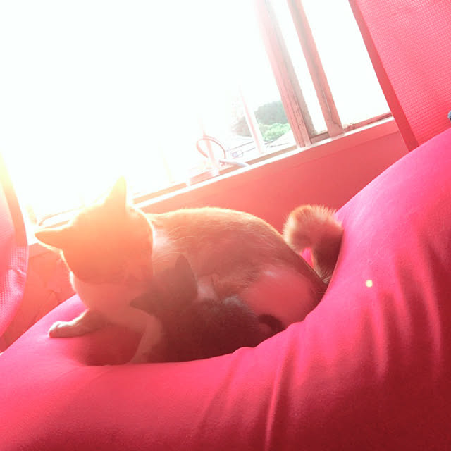 Harukiさんの部屋