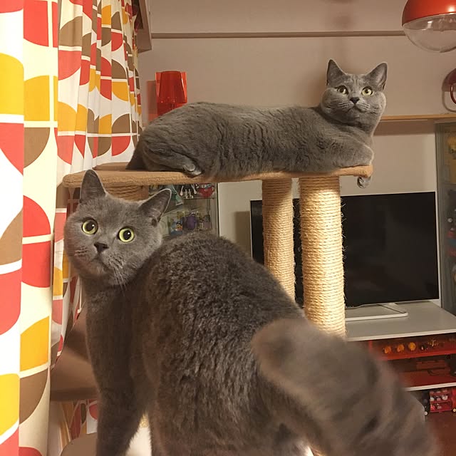 ikettenさんの実例写真