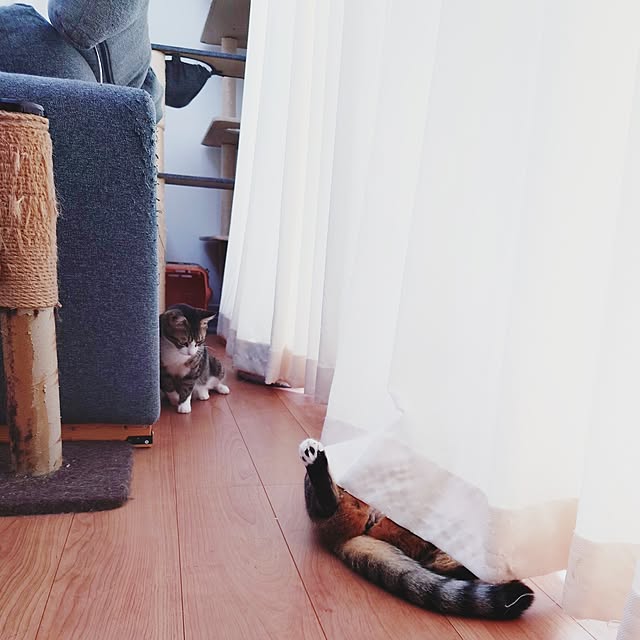 mochicoさんの実例写真