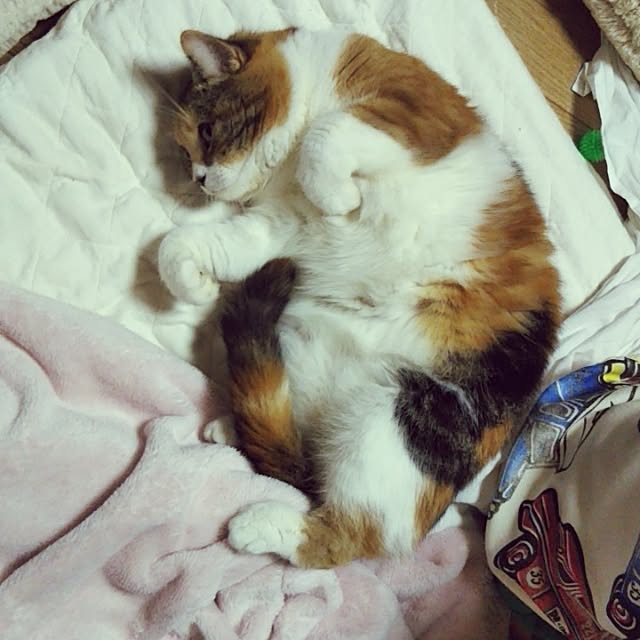 yukieさんの実例写真