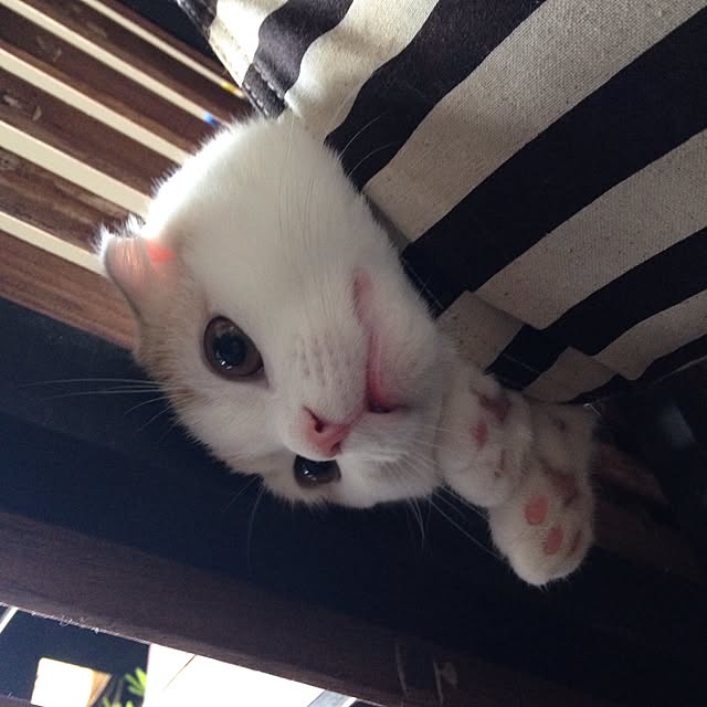 onojiijiさんの実例写真