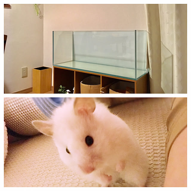 DORAさんの実例写真