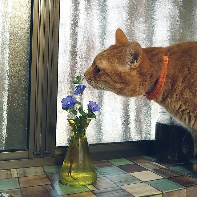 kiyohima229さんの実例写真