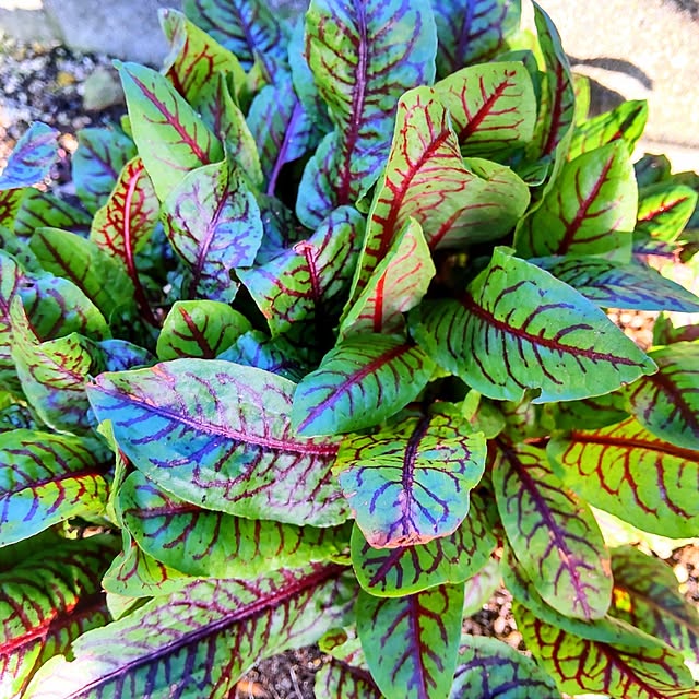 NSDさんの実例写真