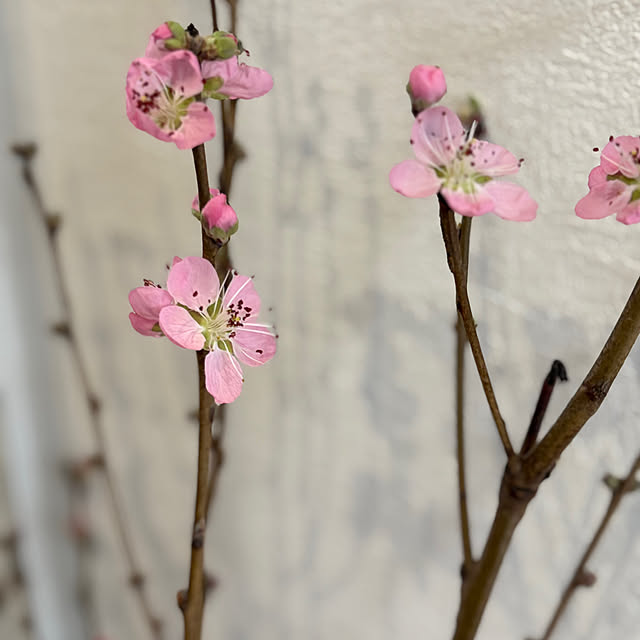 mamachanさんの部屋