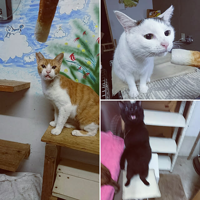 uchizukonyanさんの実例写真