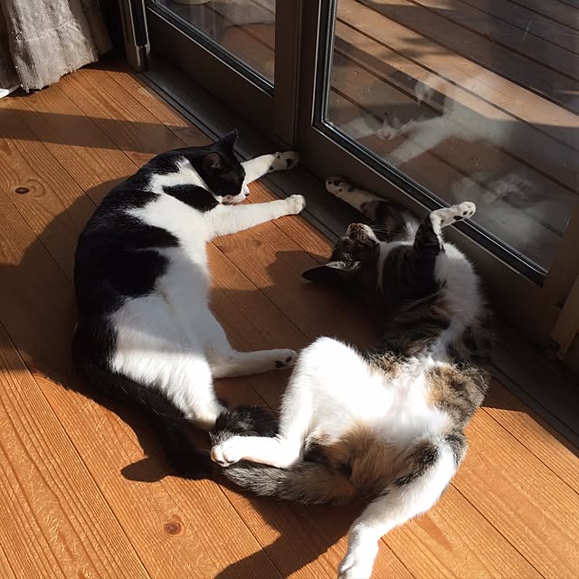 takammyさんの実例写真