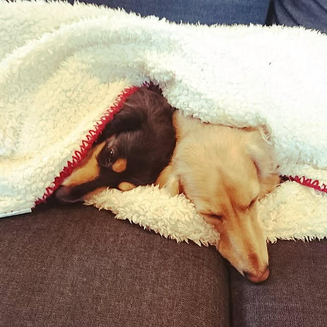 cocosorasakuさんの実例写真