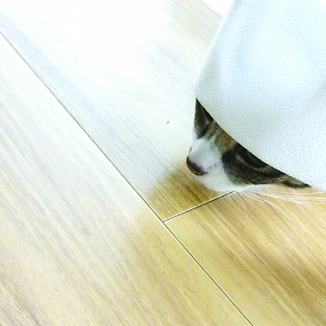 Mihoさんの実例写真