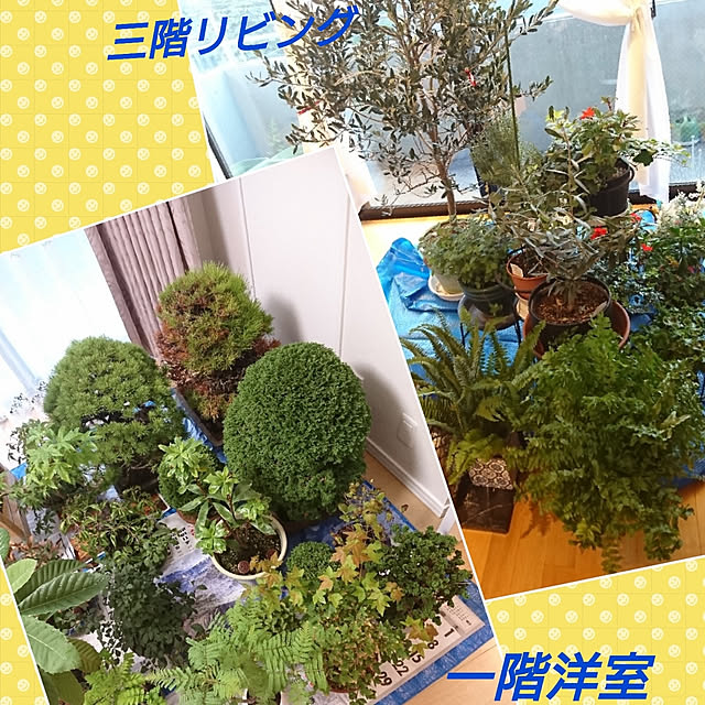 bonobono54さんの実例写真