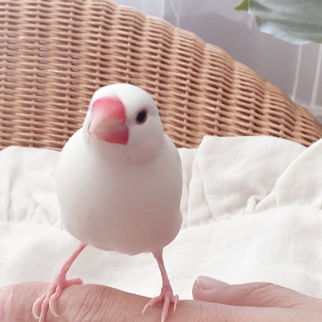 hi-koさんの実例写真