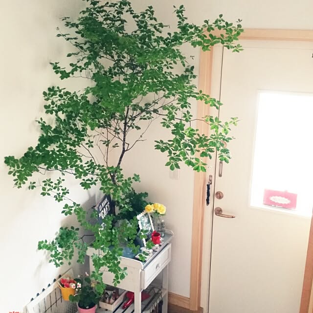 実例写真