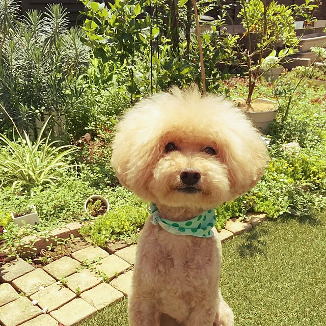 miruさんの実例写真