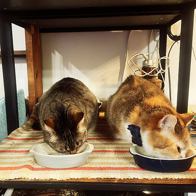 cooさんの部屋
