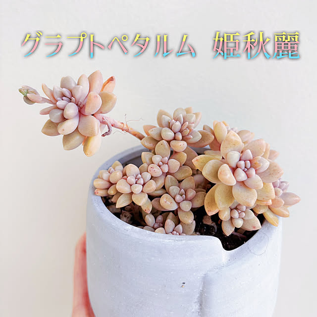machikoooさんの実例写真