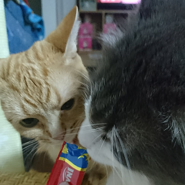 shinobuさんの実例写真