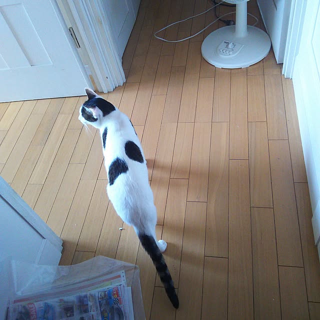 sakuraさんの実例写真