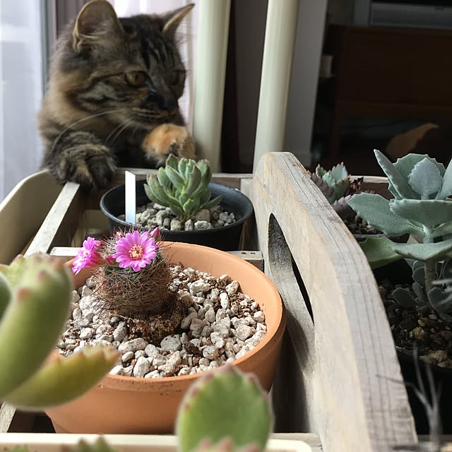 mikomaruさんの実例写真